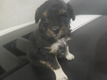 Cachorro raça SRD-ViraLata idade Abaixo de 2 meses nome Falar com Lidiane - Whats 11 99126-1037