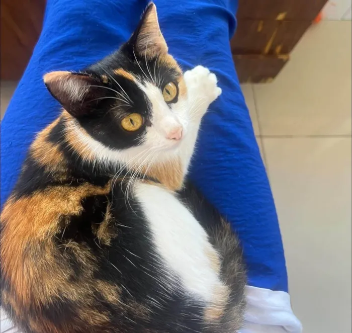 Gato ra a SRD-ViraLata idade 1 ano nome Cacau