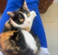 Cacau
