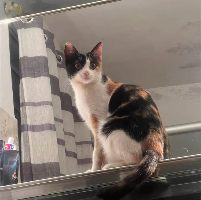 Gato ra a SRD-ViraLata idade 1 ano nome Cacau