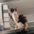 Cacau