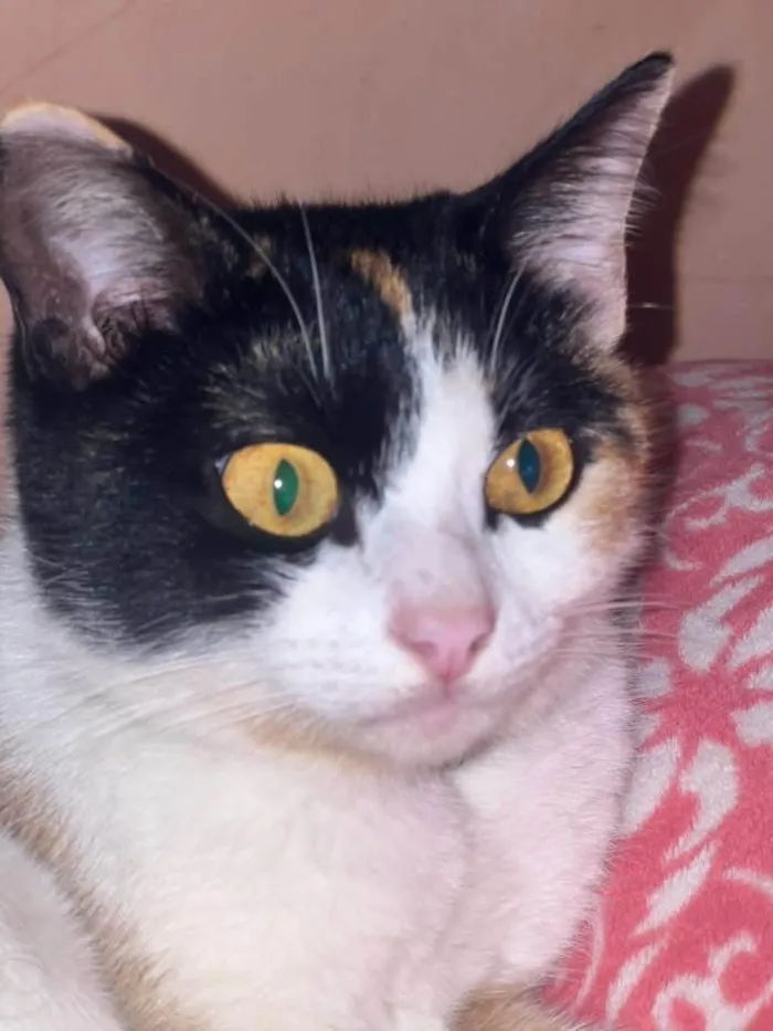 Gato ra a SRD-ViraLata idade 1 ano nome Cacau