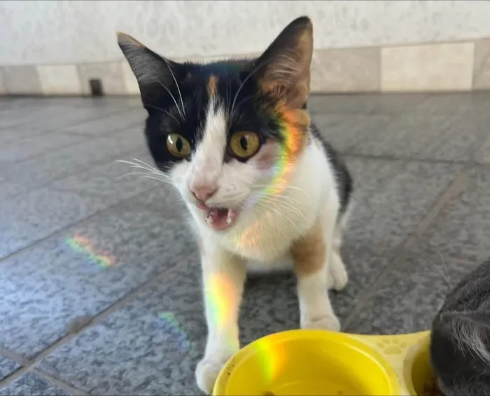 Gato ra a SRD-ViraLata idade 1 ano nome Cacau