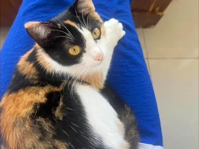 Gato raça SRD-ViraLata idade 1 ano nome Cacau