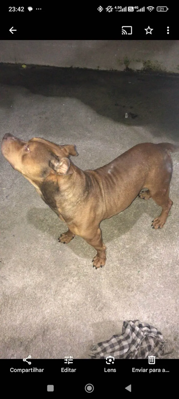 Cachorro ra a Pit-Bull idade 3 anos nome Athos