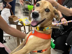 Cachorro raça SRD-ViraLata idade 3 anos nome Paçoca 