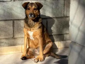 Cachorro raça SRD-ViraLata idade 2 anos nome Tevez