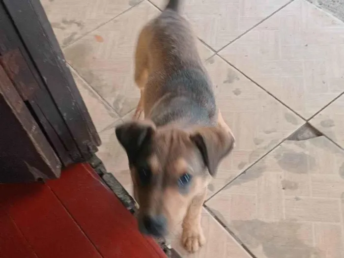 Cachorro ra a SRD-ViraLata idade 2 a 6 meses nome Tobi