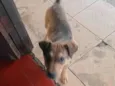 Tobi