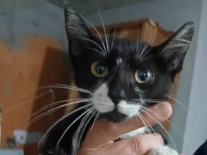 Gato raça SRD-ViraLata idade Abaixo de 2 meses nome Sofia
