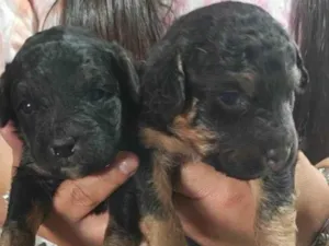Cachorro raça SRD-ViraLata idade Abaixo de 2 meses nome Falar com Lidiane - Whats 11 99126-1037