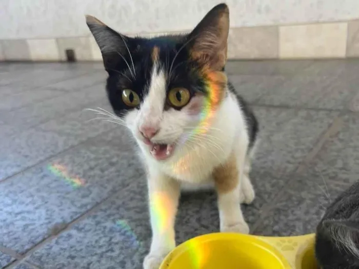 Gato ra a SRD-ViraLata idade 1 ano nome Cacau