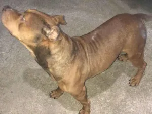 Cachorro raça Pit-Bull idade 3 anos nome Athos