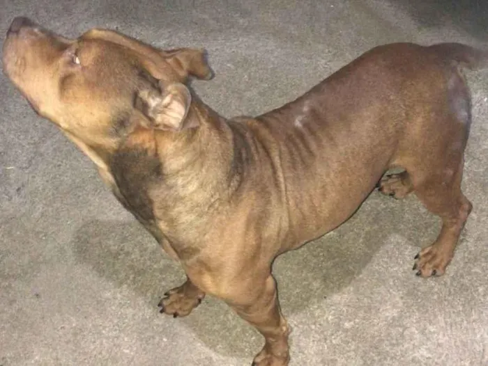 Cachorro ra a Pit-Bull idade 3 anos nome Athos