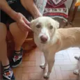 Fifi