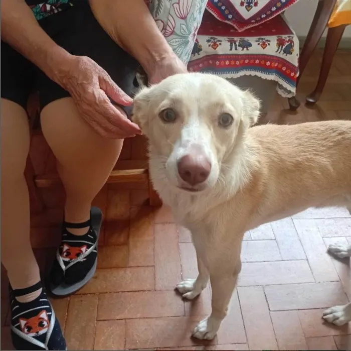Cachorro ra a SRD-ViraLata idade 7 a 11 meses nome Fifi