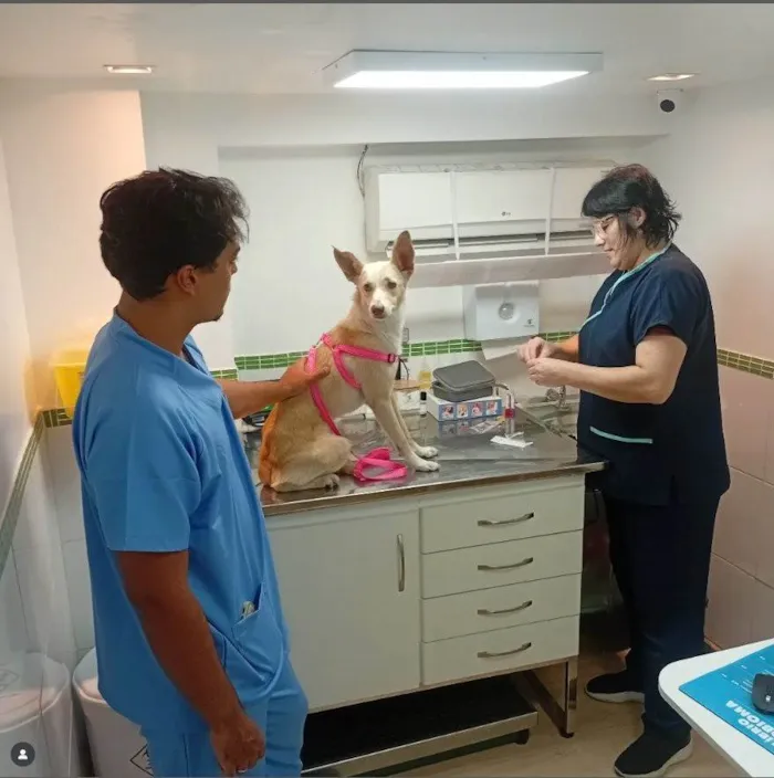 Cachorro ra a SRD-ViraLata idade 7 a 11 meses nome Fifi