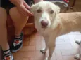 Fifi