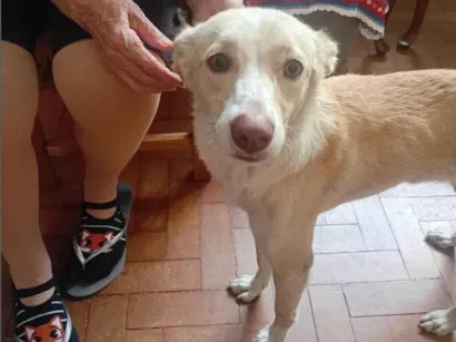 Cachorro raça SRD-ViraLata idade 7 a 11 meses nome Fifi