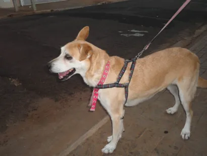 Cachorro raça SRD-ViraLata idade 6 ou mais anos nome Mel