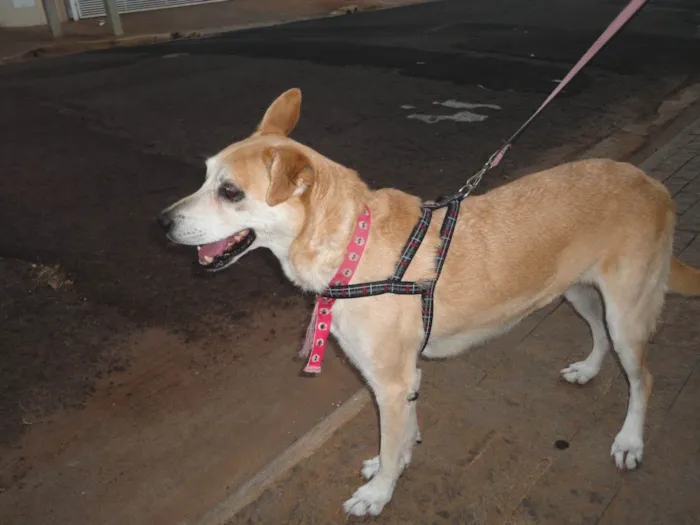 Cachorro ra a SRD-ViraLata idade 6 ou mais anos nome Mel