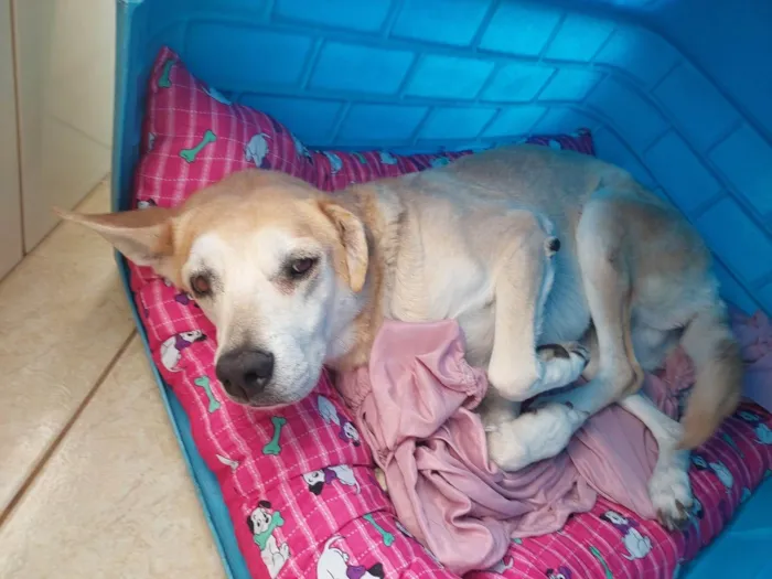 Cachorro ra a SRD-ViraLata idade 6 ou mais anos nome Mel