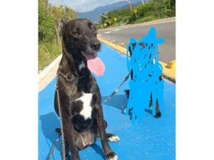 Cachorro raça SRD-ViraLata idade 2 anos nome Dorinha