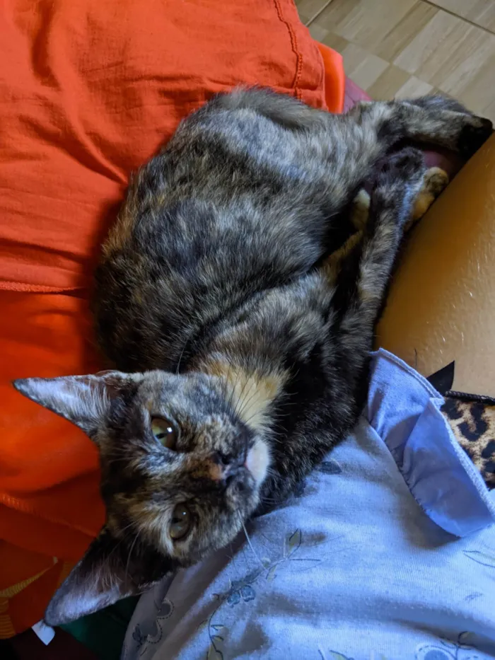 Gato ra a SRD-ViraLata idade 2 a 6 meses nome Triz