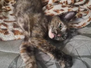 Gato raça SRD-ViraLata idade 2 a 6 meses nome Triz