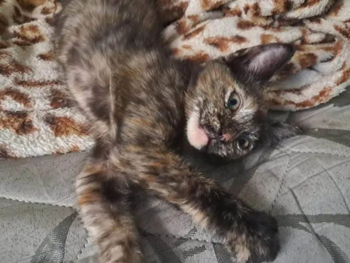 Gato ra a SRD-ViraLata idade 2 a 6 meses nome Triz