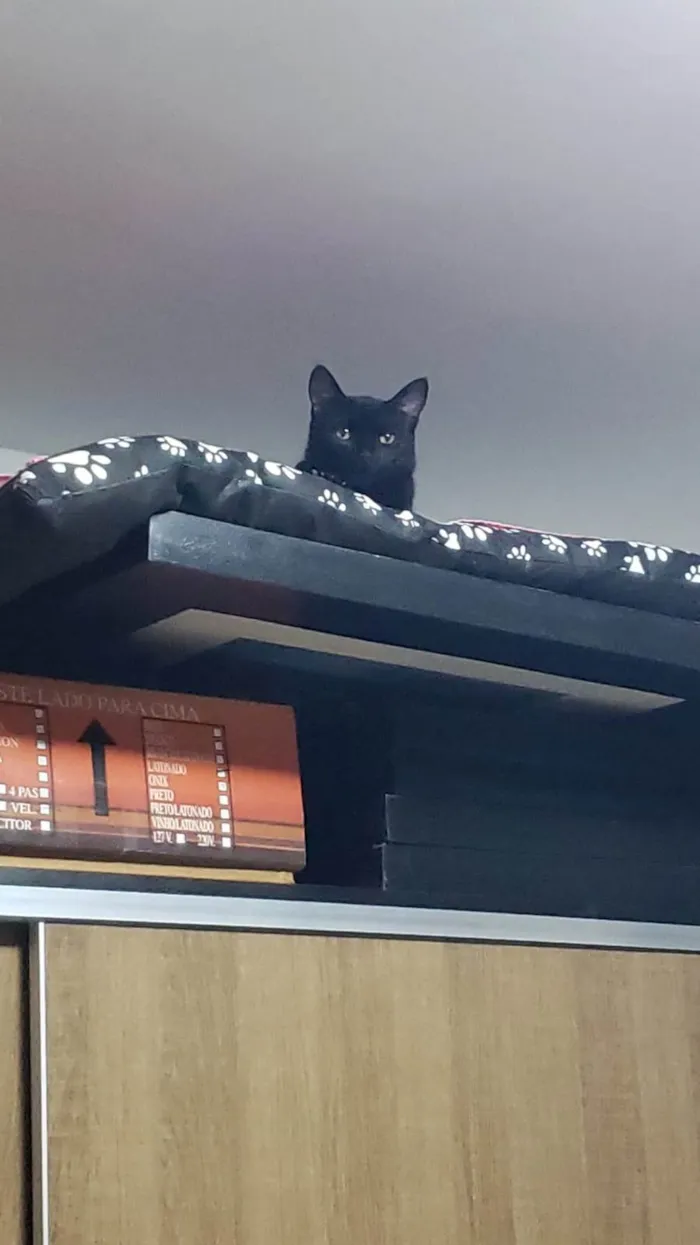 Gato ra a SRD-ViraLata idade 1 ano nome Núbia