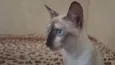 Nala 