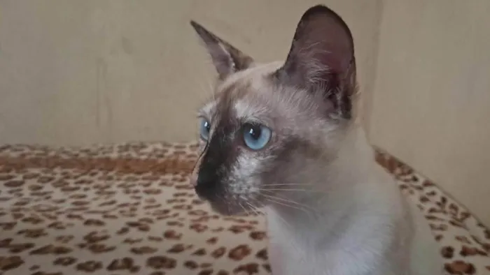 Gato ra a Ragdoll idade 7 a 11 meses nome Nala 
