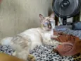 Nala 