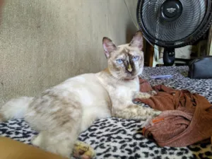 Gato raça Ragdoll idade 7 a 11 meses nome Nala 