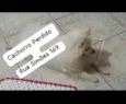 SPITZ BRANCO RESGATADO, PROCURA-SE O DONO!!