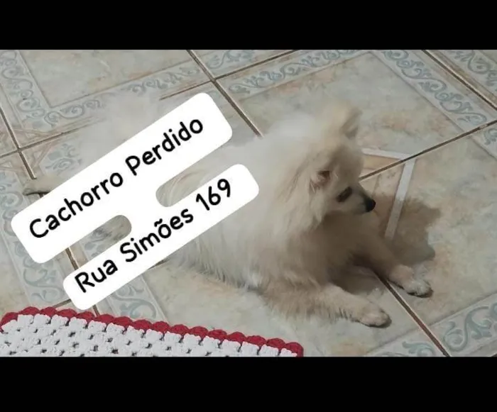 Cachorro ra a SRD-ViraLata idade 1 ano nome SPITZ BRANCO RESGATADO, PROCURA-SE O DONO!!