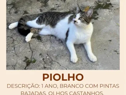 Gato raça SRD-ViraLata idade 1 ano nome Piolho 