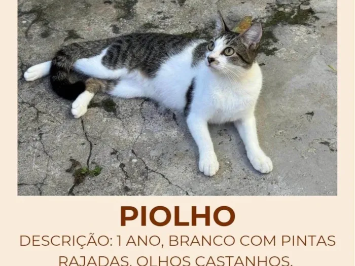 Gato ra a SRD-ViraLata idade 1 ano nome Piolho 