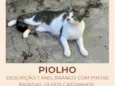 Piolho