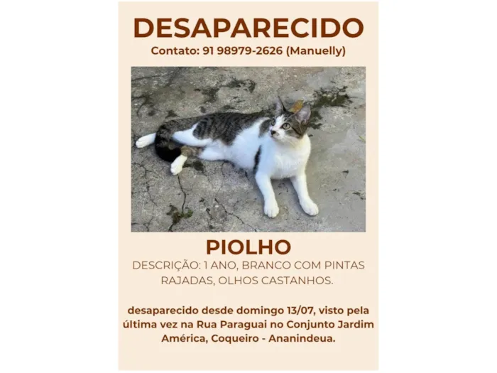 Gato ra a SRD-ViraLata idade 1 ano nome Piolho 