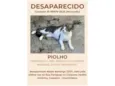 Piolho