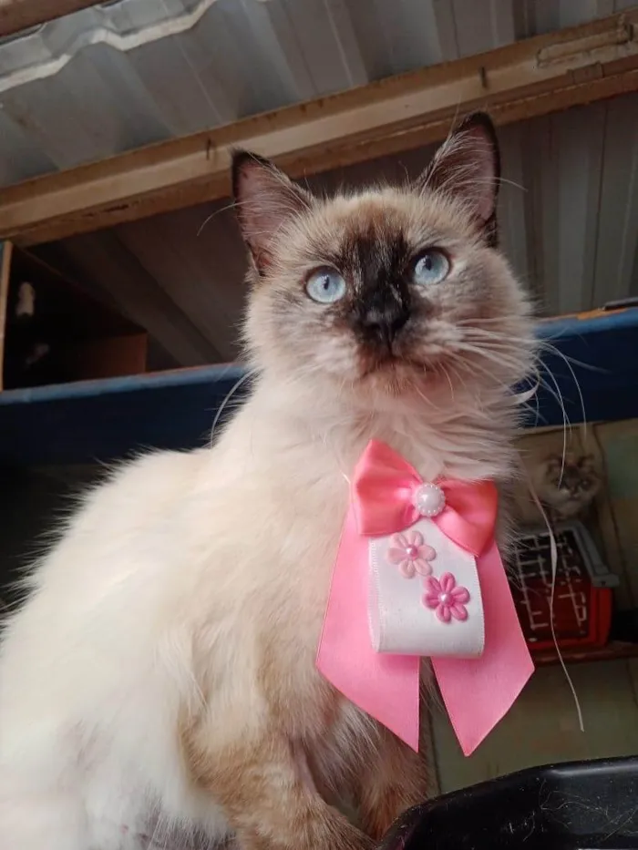 Gato ra a Siamês idade 7 a 11 meses nome Sol