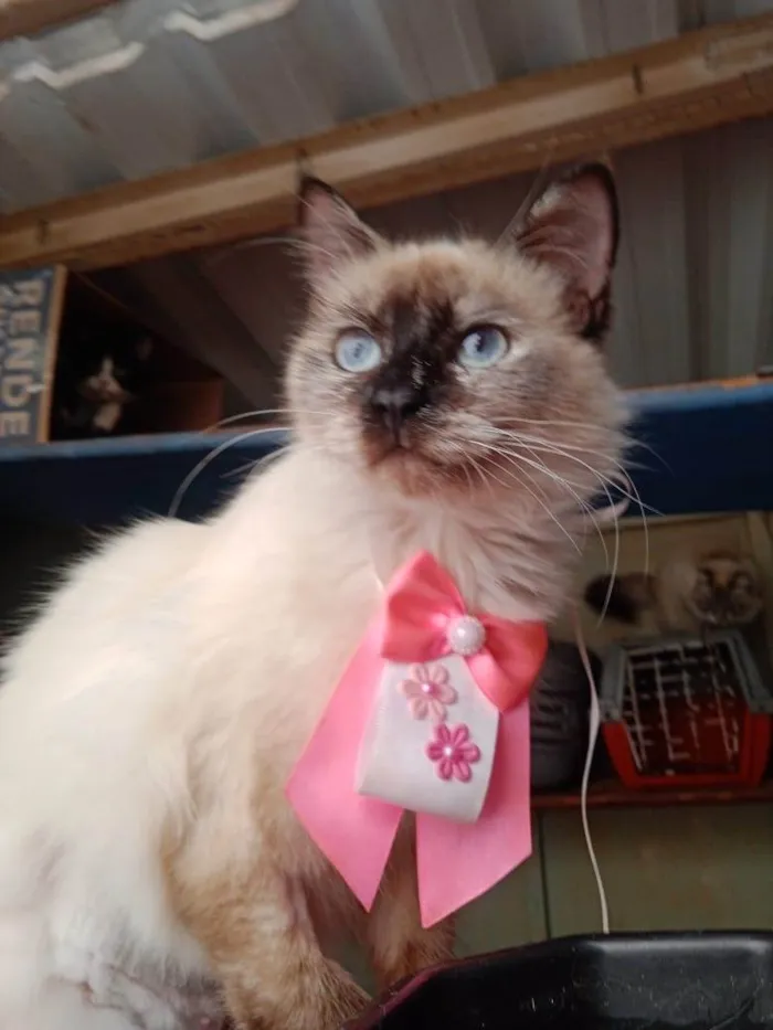 Gato ra a Siamês idade 7 a 11 meses nome Sol