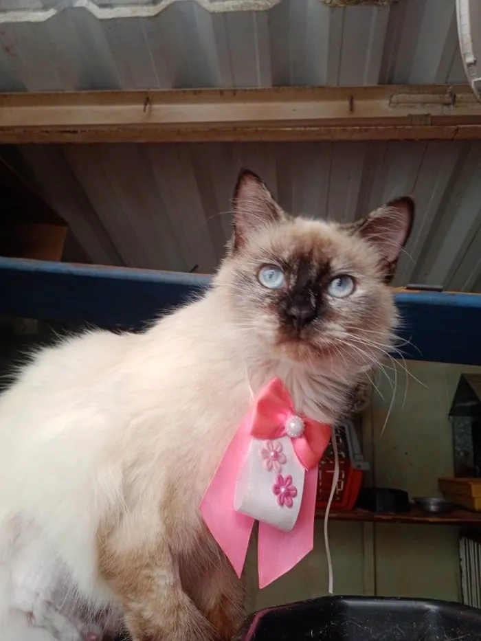 Gato ra a Siamês idade 7 a 11 meses nome Sol