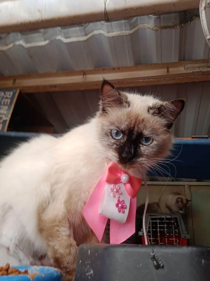 Gato ra a Siamês idade 7 a 11 meses nome Sol