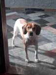 Cacau