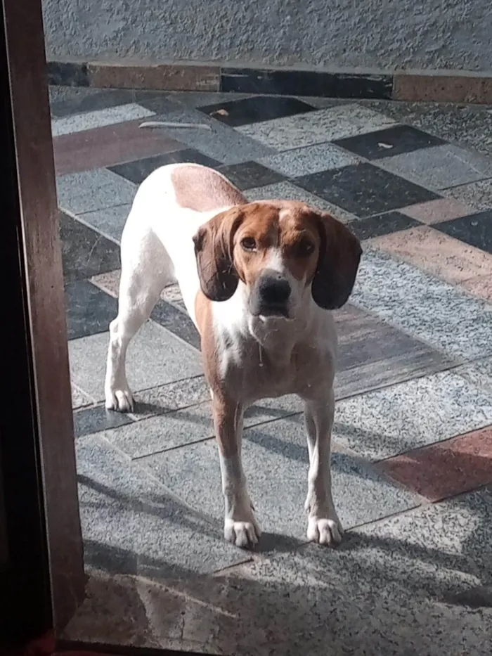 Cachorro ra a SRD-ViraLata idade 4 anos nome Cacau