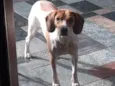 Cacau