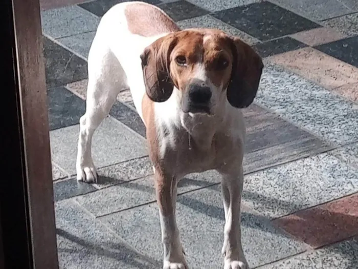 Cachorro ra a SRD-ViraLata idade 4 anos nome Cacau